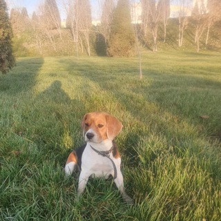 Beagle champion