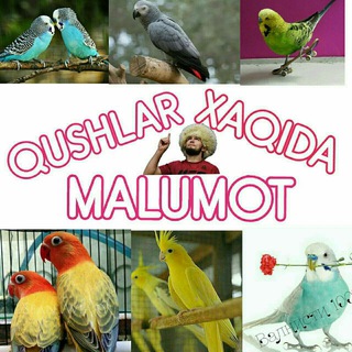 Qushlar Xaqida Ma'lumot