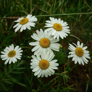 🌼Ромашка🌼