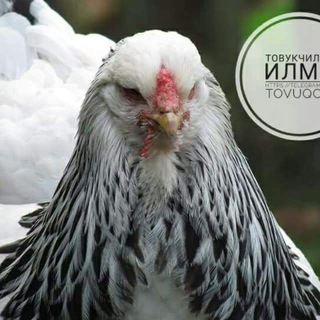 Tovuqchilik ilmi🐔