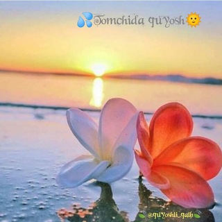 💦Tomchida quyosh🌞🍃