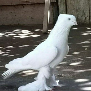 АНДИЖОНДИ ПАЙГИР КАПТАРЛАРИ🕊🕊