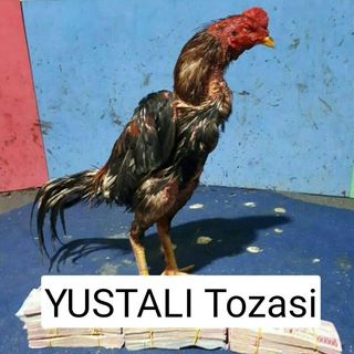 ЮСТАЛИ 🐓ТОЗАЛАР💯