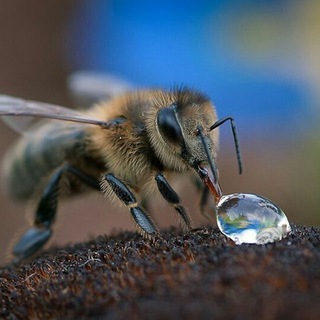 🐝🐝Яйпан асаларичилари🐝🐝