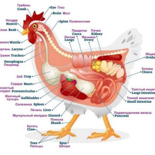 НОЁБ ПАРРАНДАЛАРНИ ДАВОЛАШ ВА ПАРВАРИШЛАШ ГРУППАСИ🏅🐥🎖🐓🏅🕹