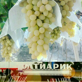 🍇🍇🌐OLTIARIQ UZUMLARI🍇🍇O‘RTA OSIYODA UZUMCHILIKNI RIVOJLANTIRISH🌍