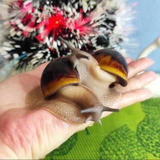 🐌🐌 𝙎𝘼𝙈𝘼𝙍𝙌𝘼𝙉𝘿 𝙆𝙊𝙎𝙈𝙀𝙏𝙊𝙇𝙊𝙂𝙄𝙆 𝙐𝙇𝙄𝙏𝙆𝘼𝙇𝘼𝙍𝙄 🐌🐌