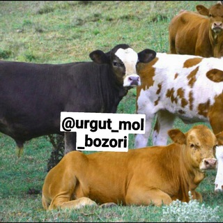 URGUT MOL BOZORI