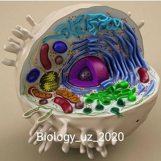 BIOLOGY_UZ_2020 | UYDA QOLING